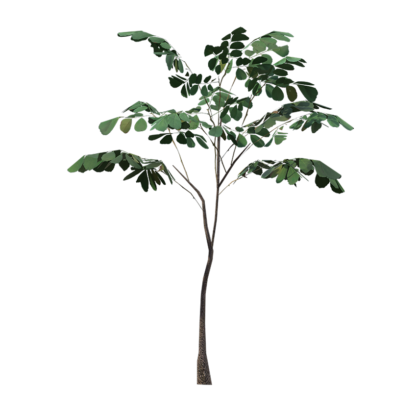 Dalbergia sissoo - Rosewood Tree (S)